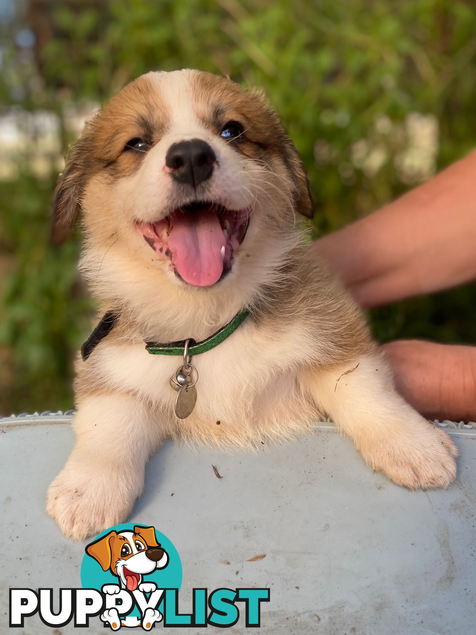 Pembroke Welsh Corgi Pups