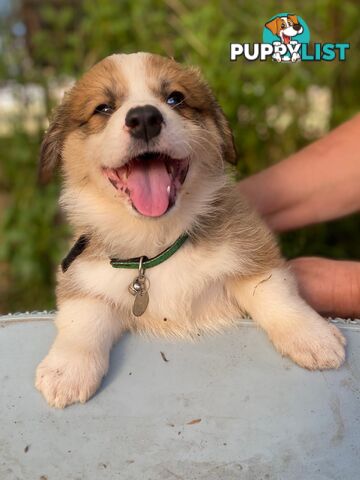 Pembroke Welsh Corgi Pups