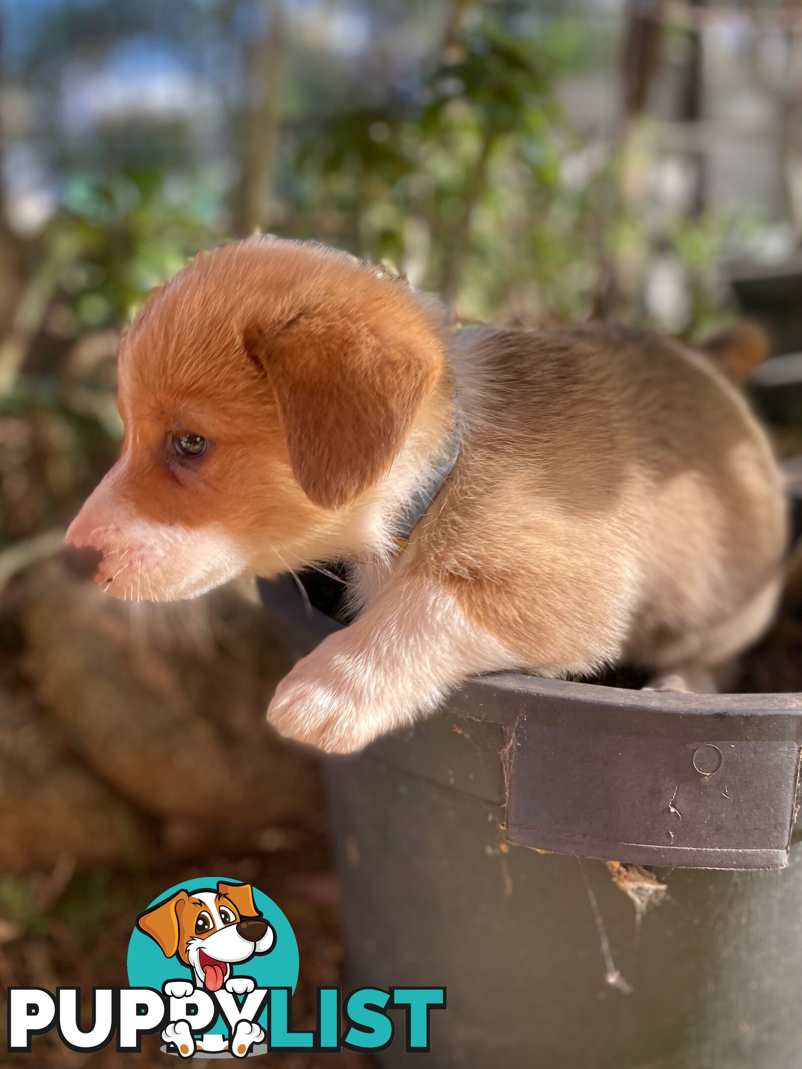 Pembroke Welsh Corgi Pups