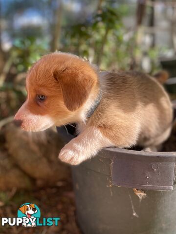 Pembroke Welsh Corgi Pups