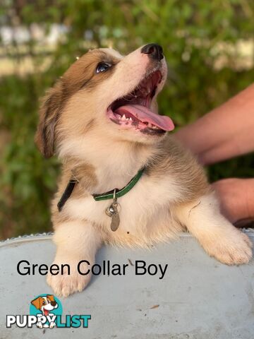 Pembroke Welsh Corgi Pups