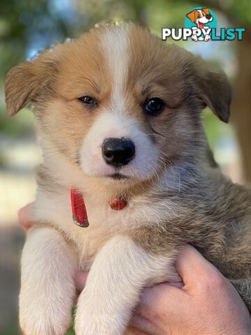 Pembroke Welsh Corgi Pups