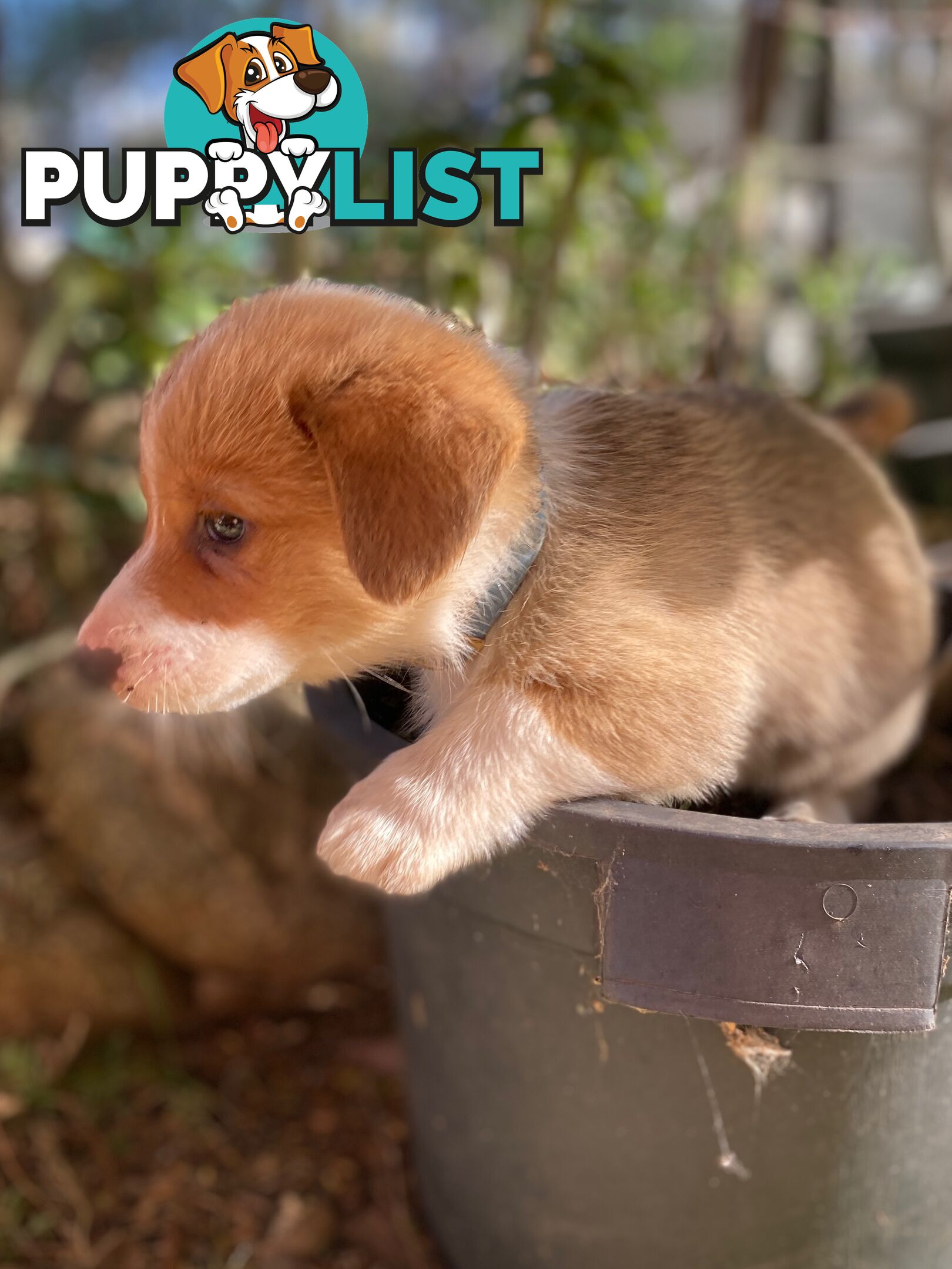 Pembroke Welsh Corgi Pups