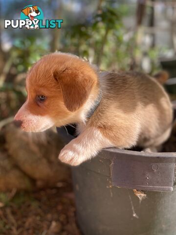 Pembroke Welsh Corgi Pups