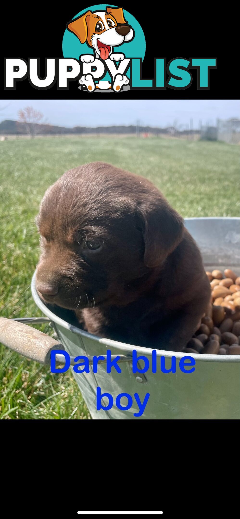 Chocolate Labrador puppies