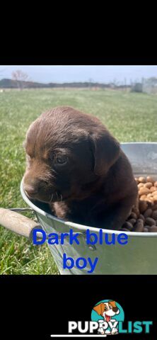 Chocolate Labrador puppies