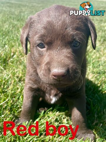 Chocolate Labrador puppies