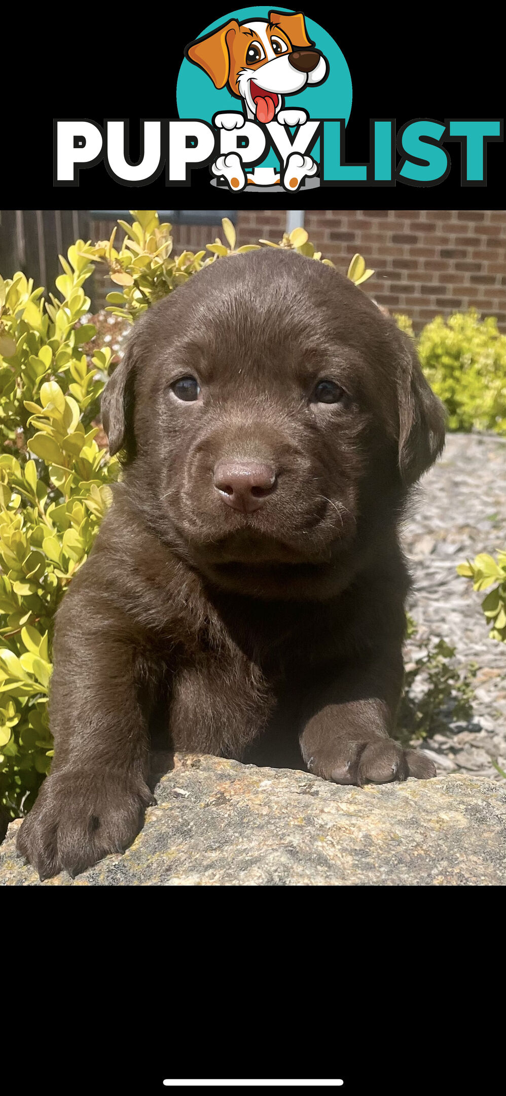 Chocolate Labrador puppies