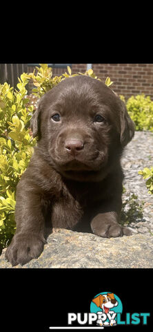 Chocolate Labrador puppies