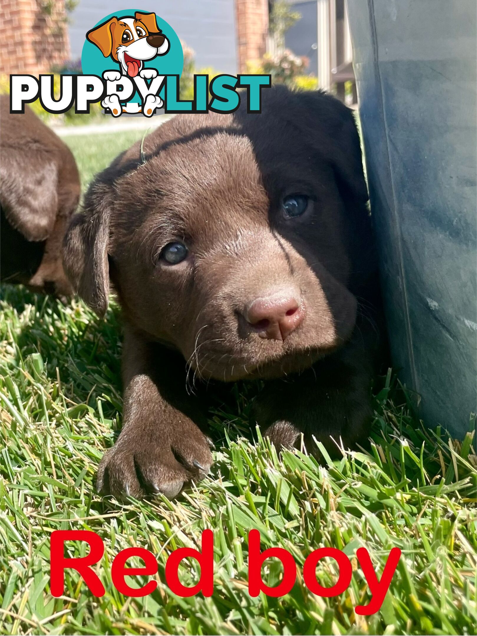 Chocolate Labrador puppies