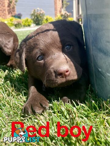 Chocolate Labrador puppies