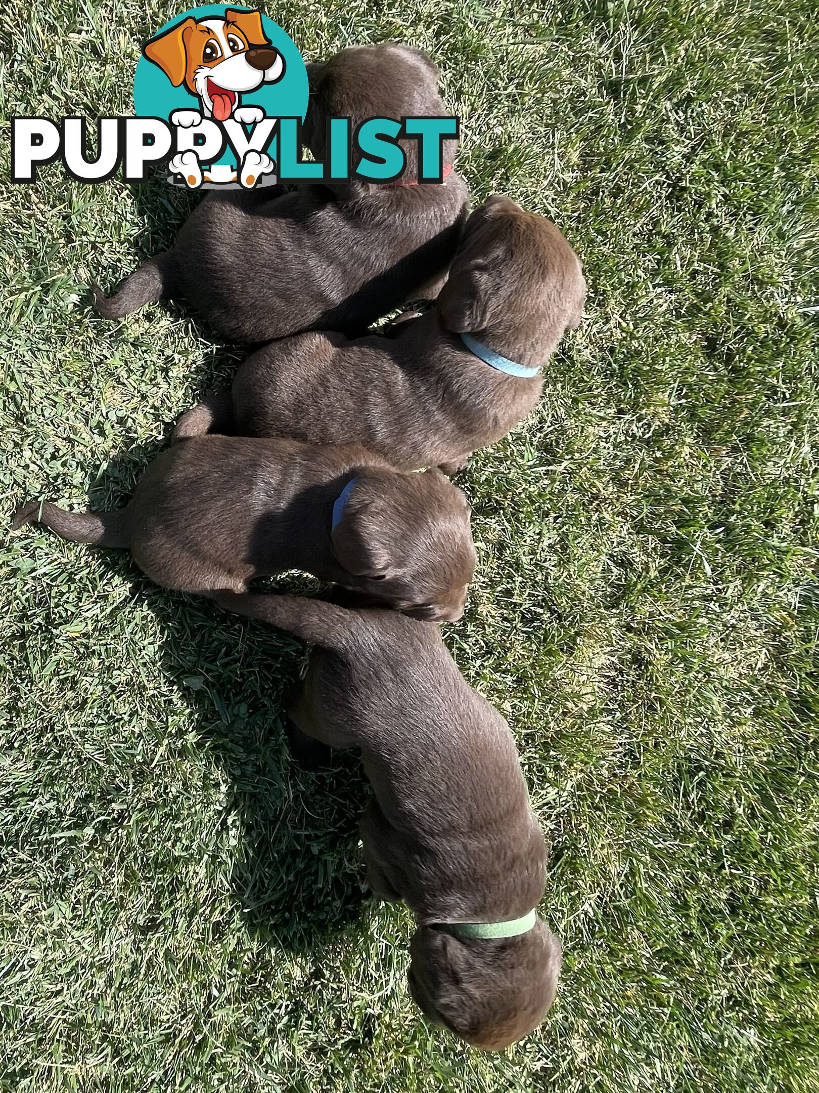 Chocolate Labrador puppies