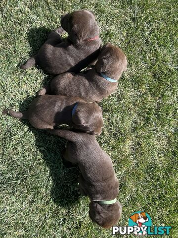 Chocolate Labrador puppies