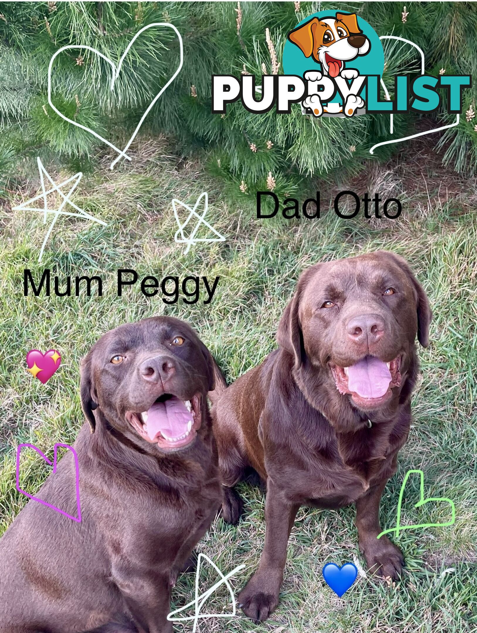 Chocolate Labrador puppies