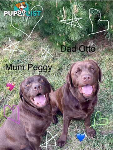 Chocolate Labrador puppies