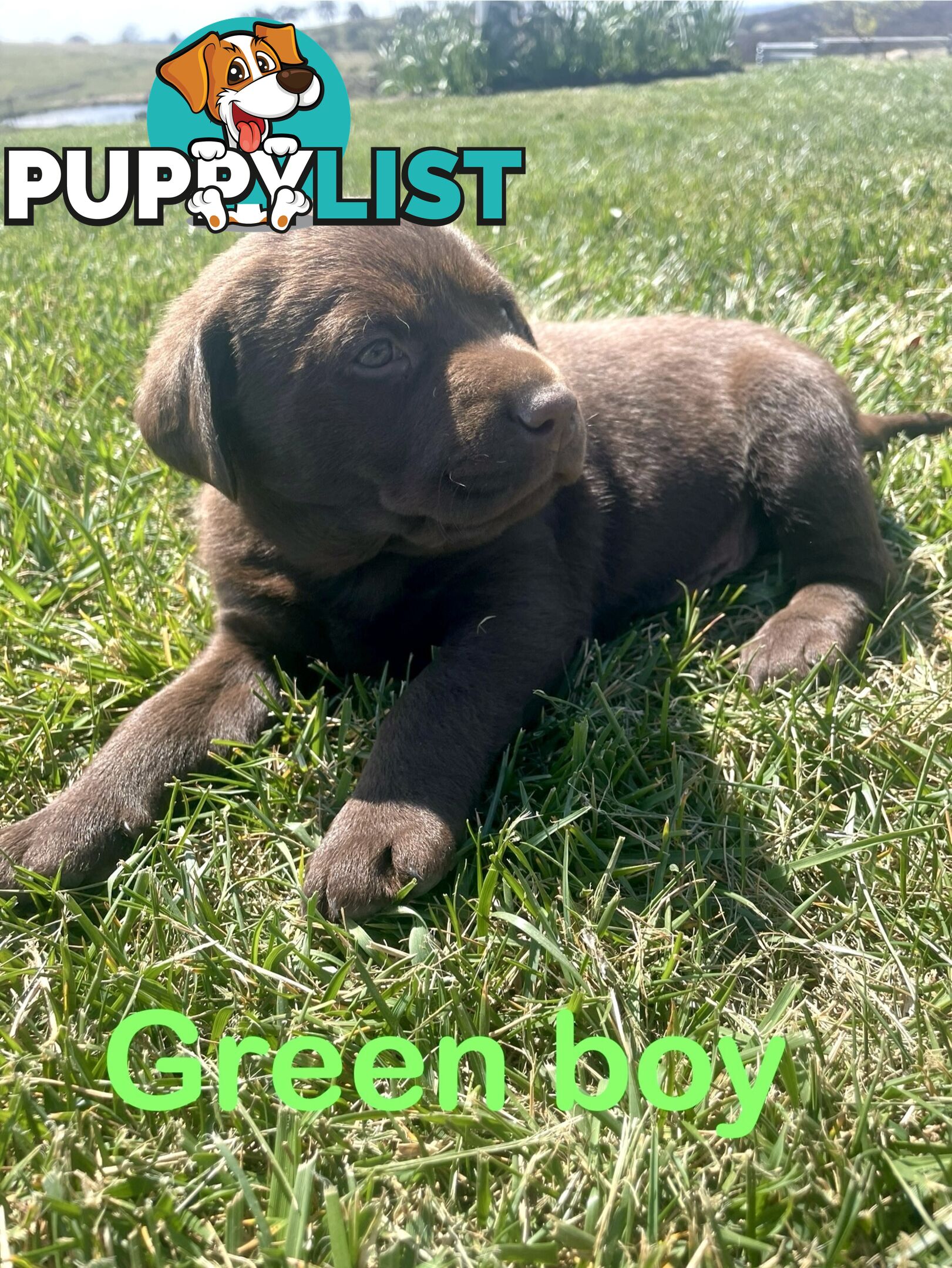 Chocolate Labrador puppies