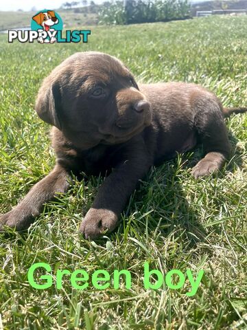 Chocolate Labrador puppies