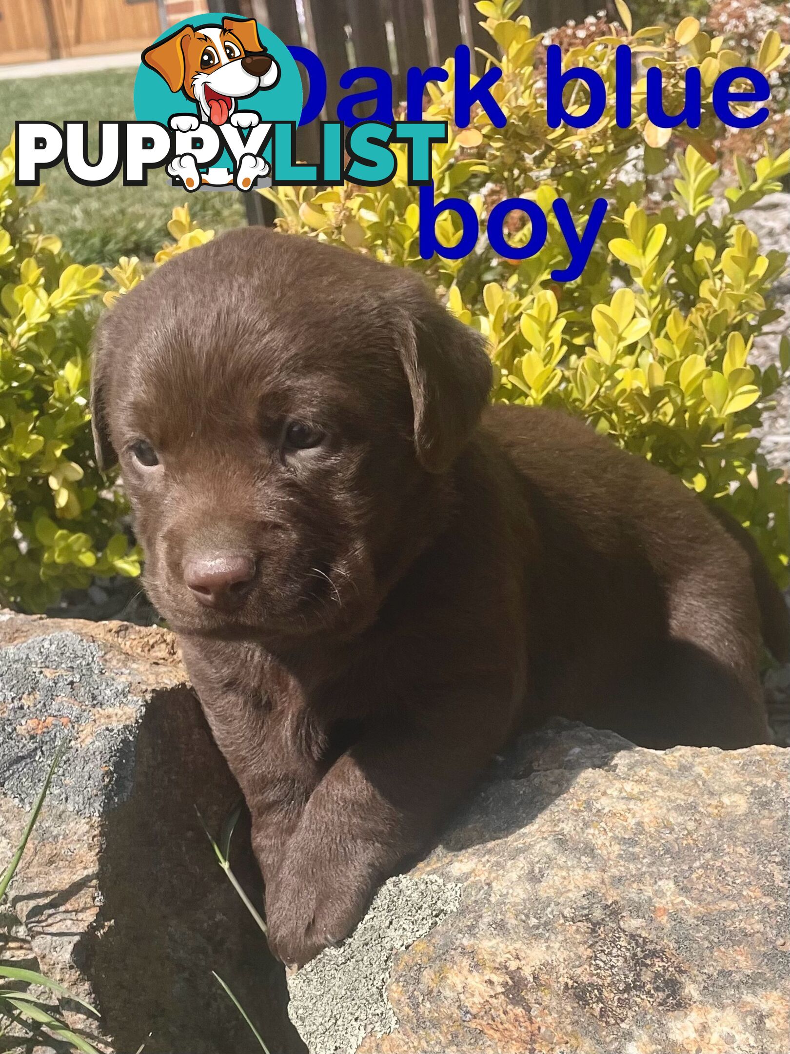 Chocolate Labrador puppies