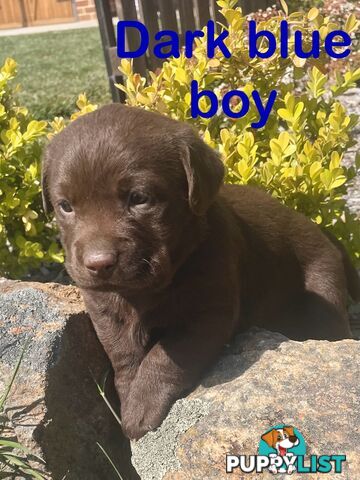 Chocolate Labrador puppies