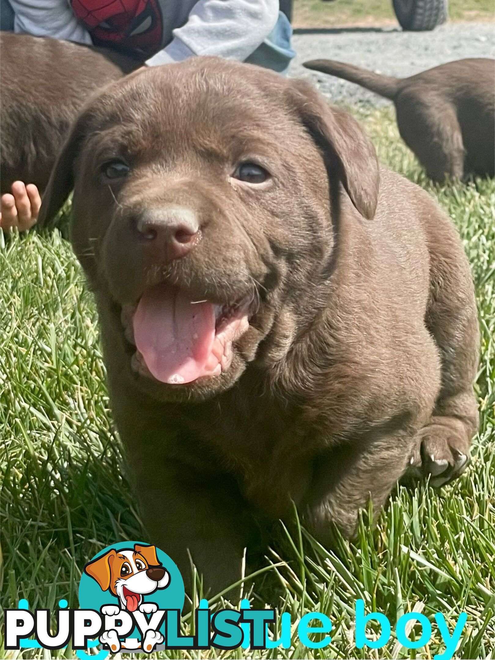 Chocolate Labrador puppies