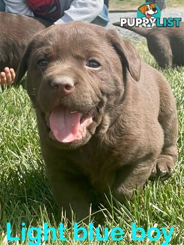 Chocolate Labrador puppies