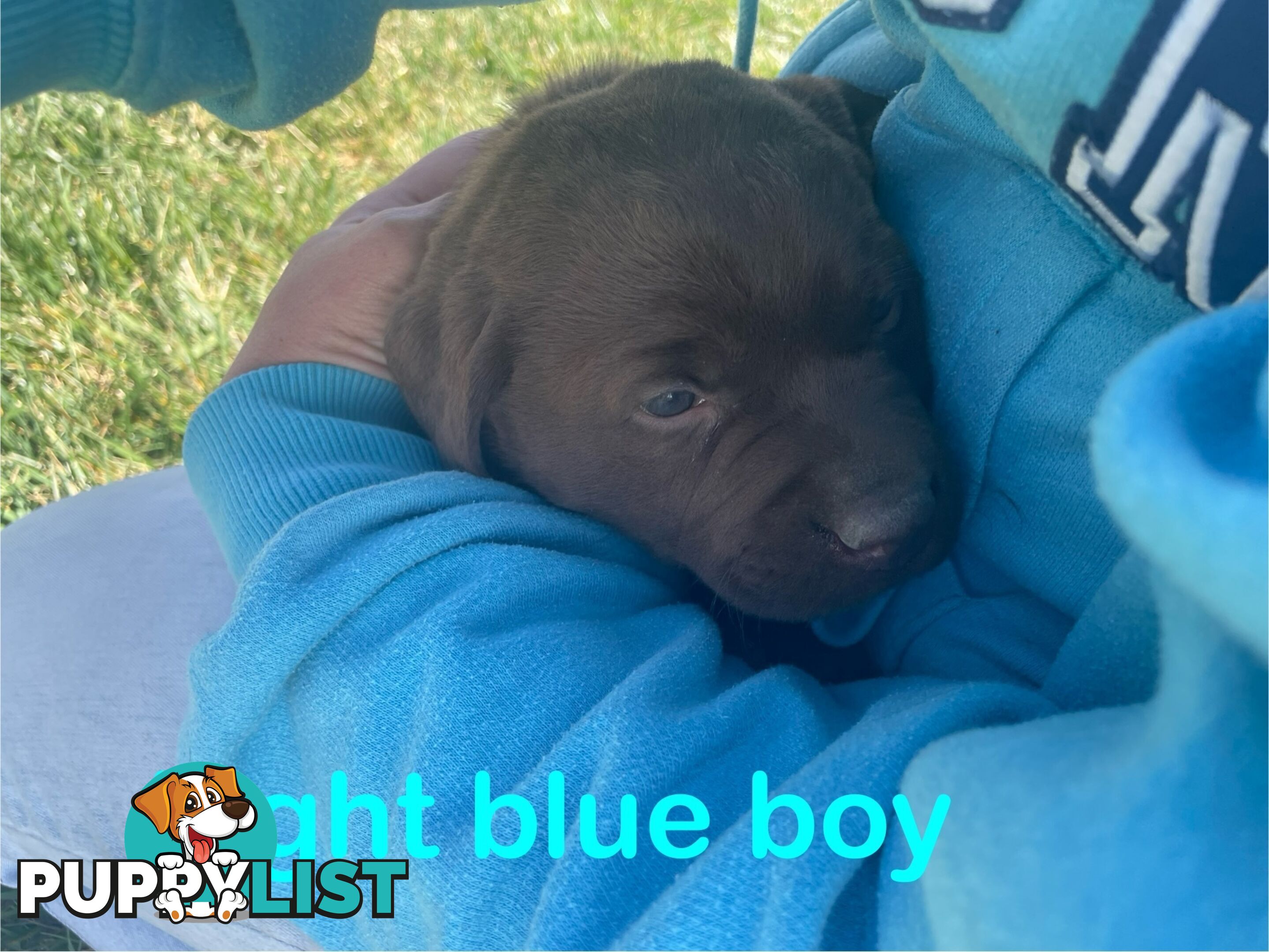 Chocolate Labrador puppies