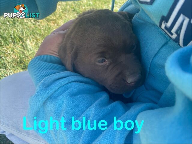 Chocolate Labrador puppies