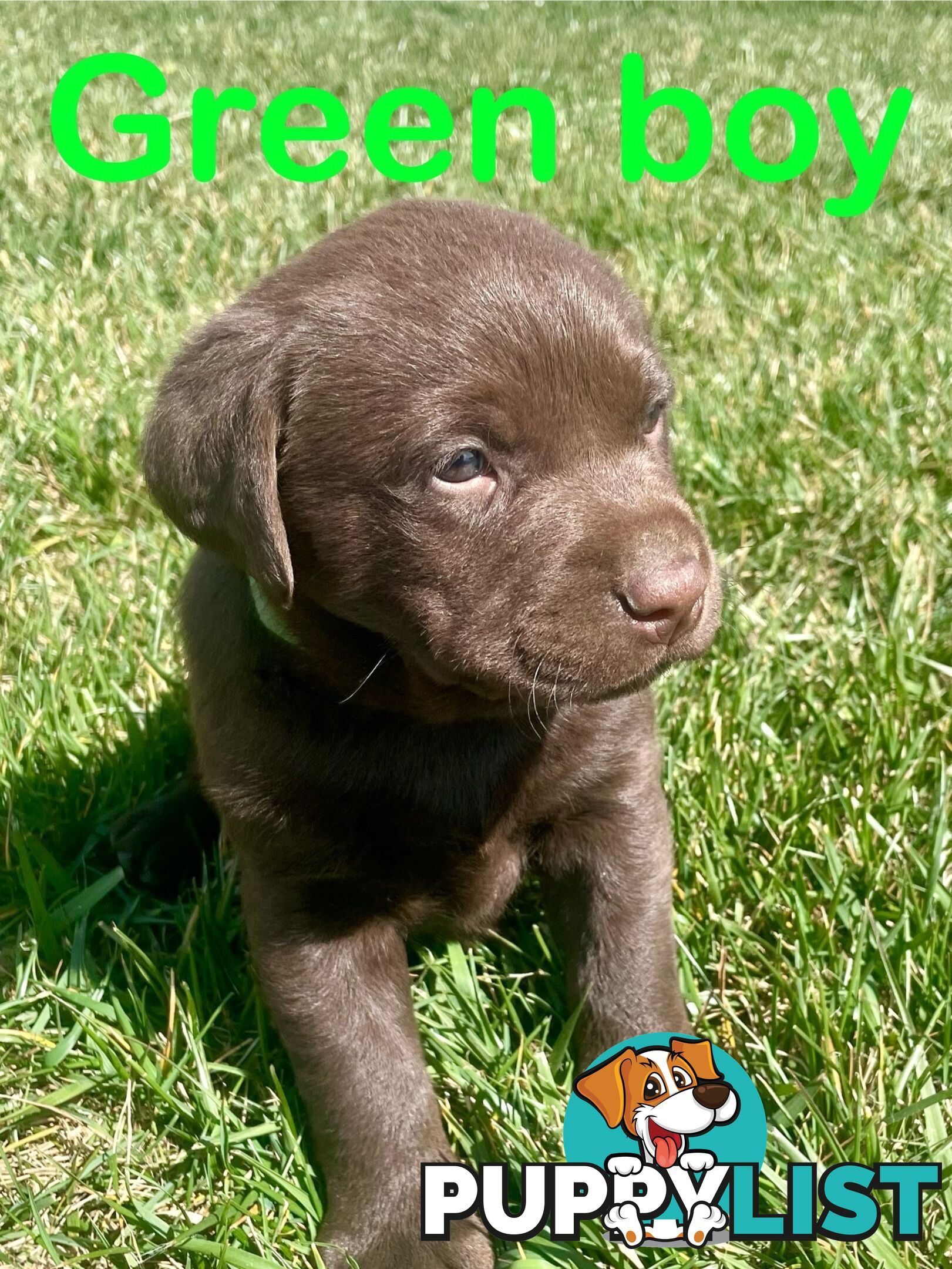 Chocolate Labrador puppies