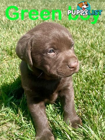 Chocolate Labrador puppies