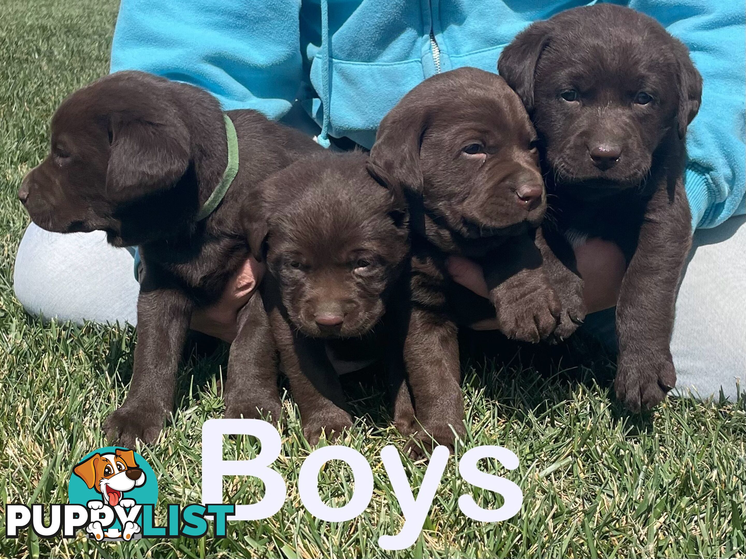 Chocolate Labrador puppies