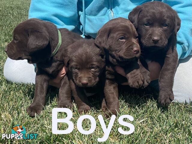 Chocolate Labrador puppies