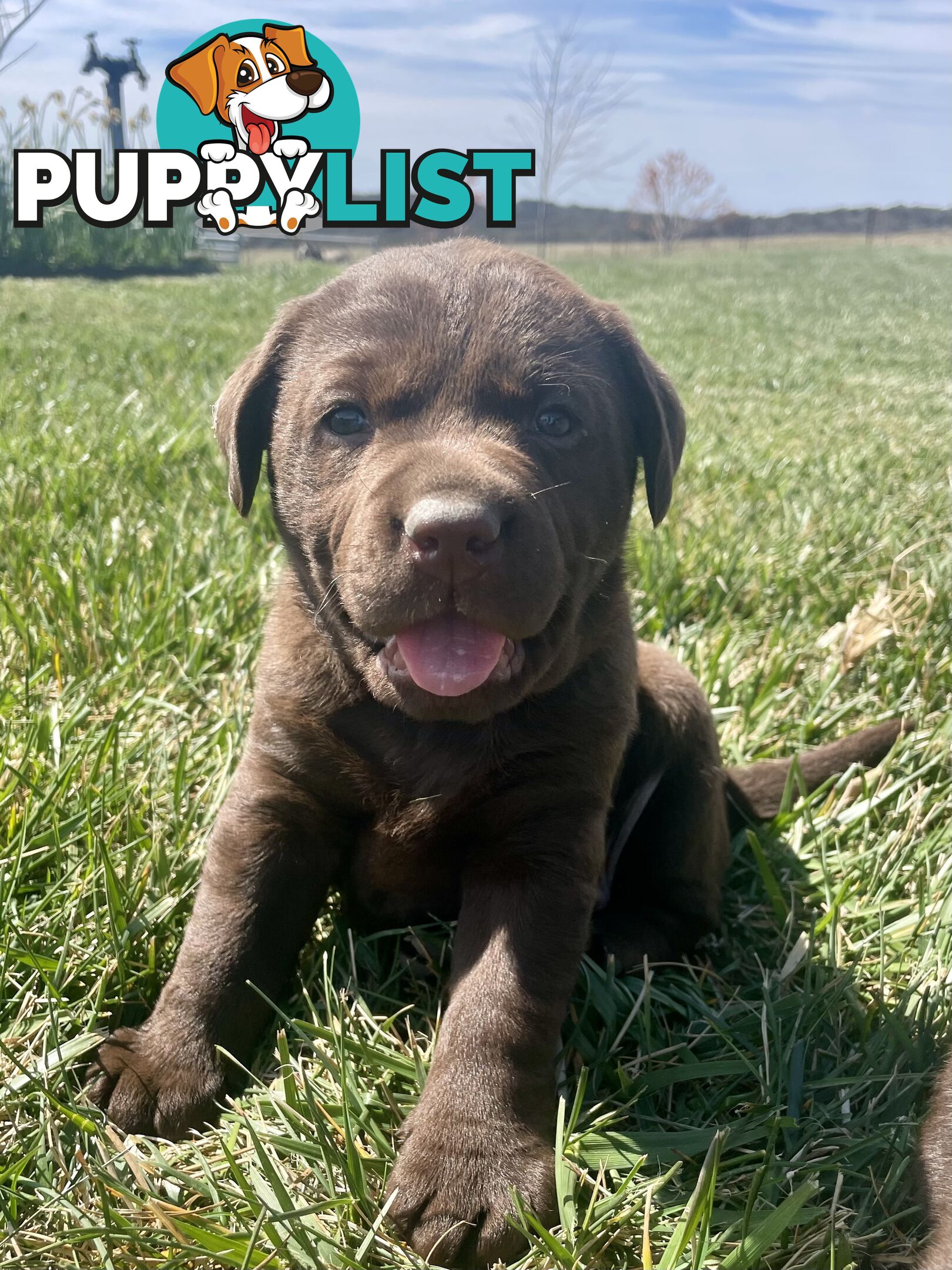 Chocolate Labrador puppies