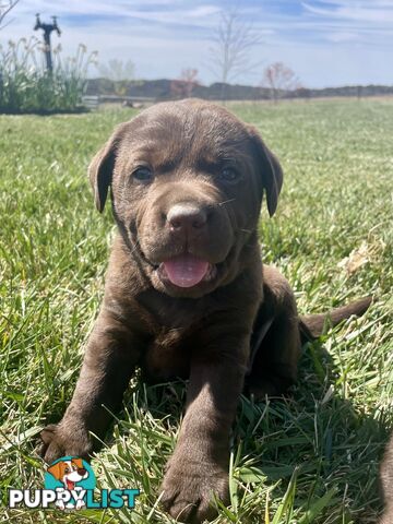 Chocolate Labrador puppies