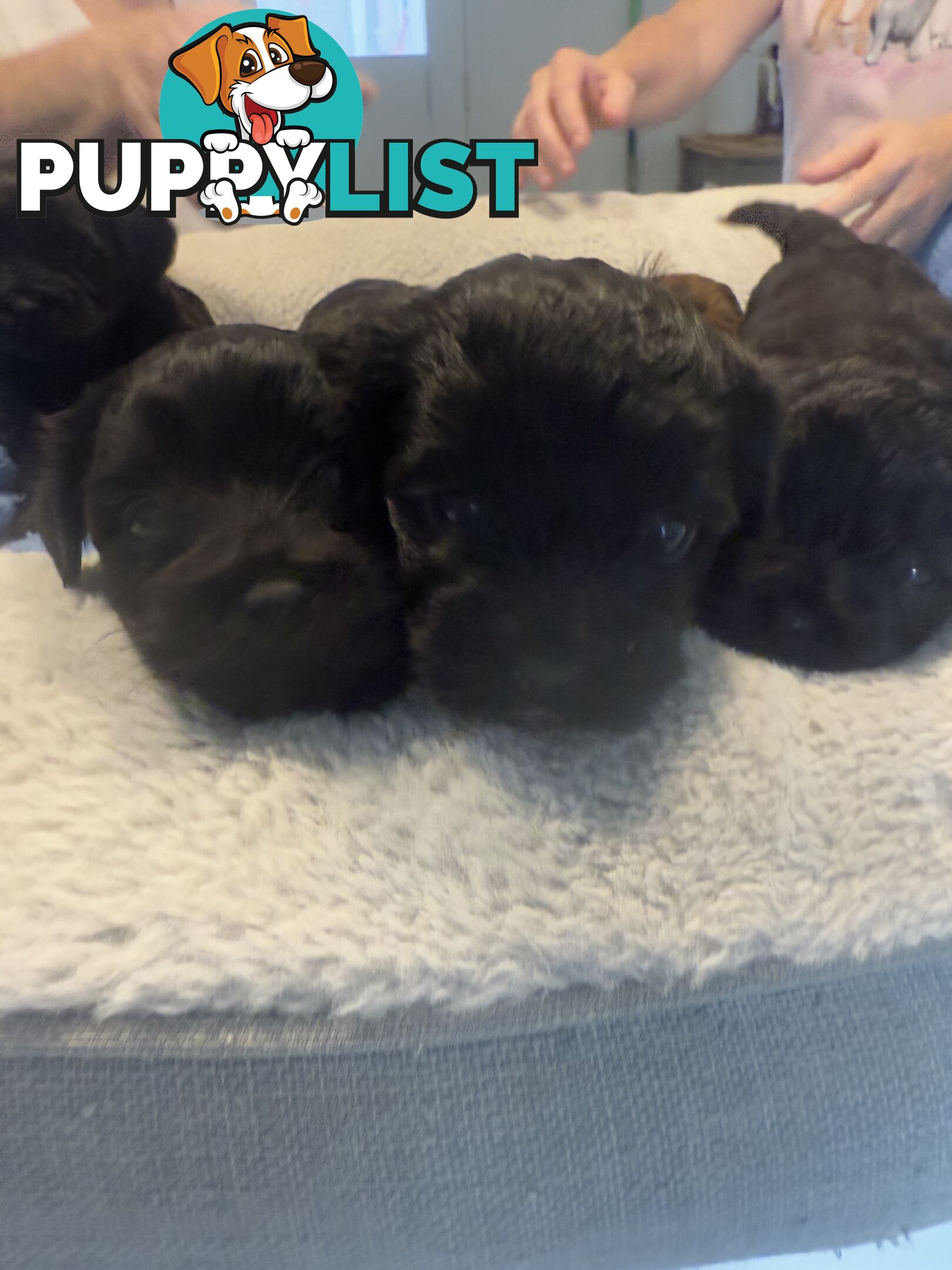 Moodle Puppies for sale