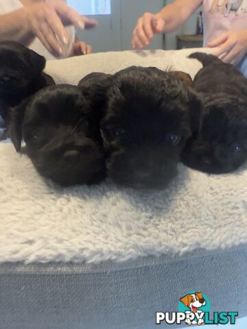 Moodle Puppies for sale