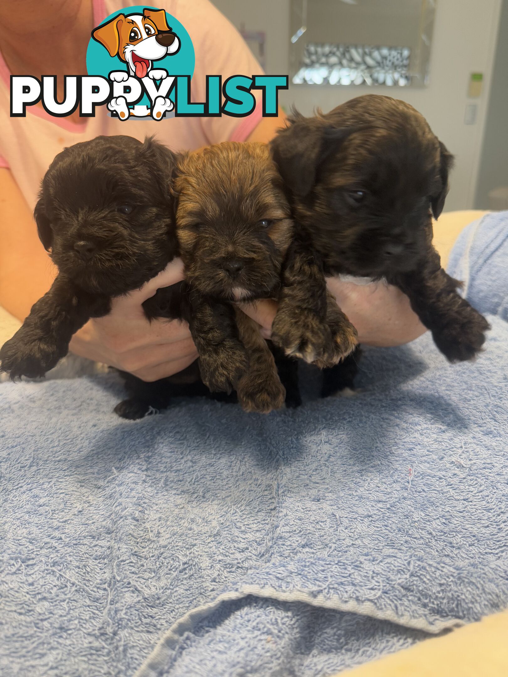 Moodle Puppies for sale