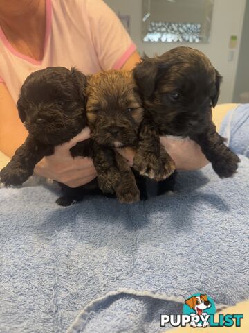 Moodle Puppies for sale