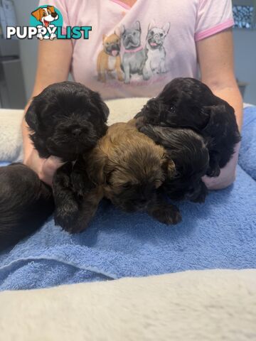 Moodle Puppies for sale