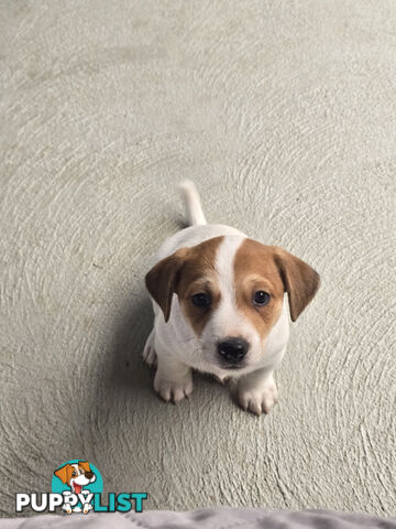 Jack Russell puppies