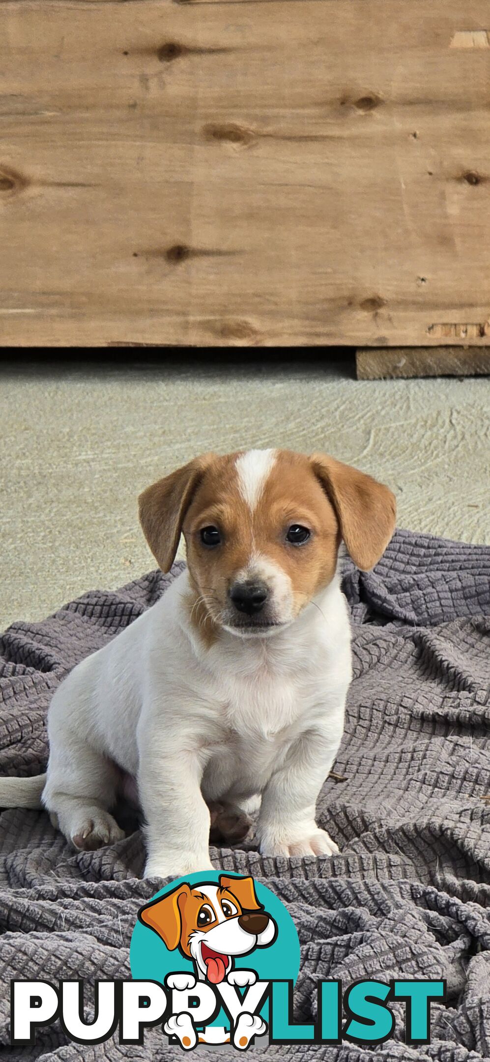 Jack Russell puppies