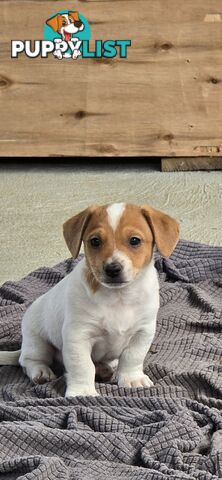 Jack Russell puppies