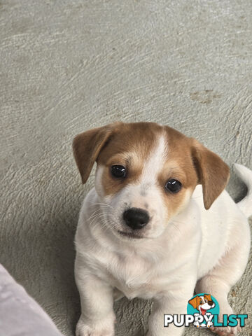 Jack Russell puppies