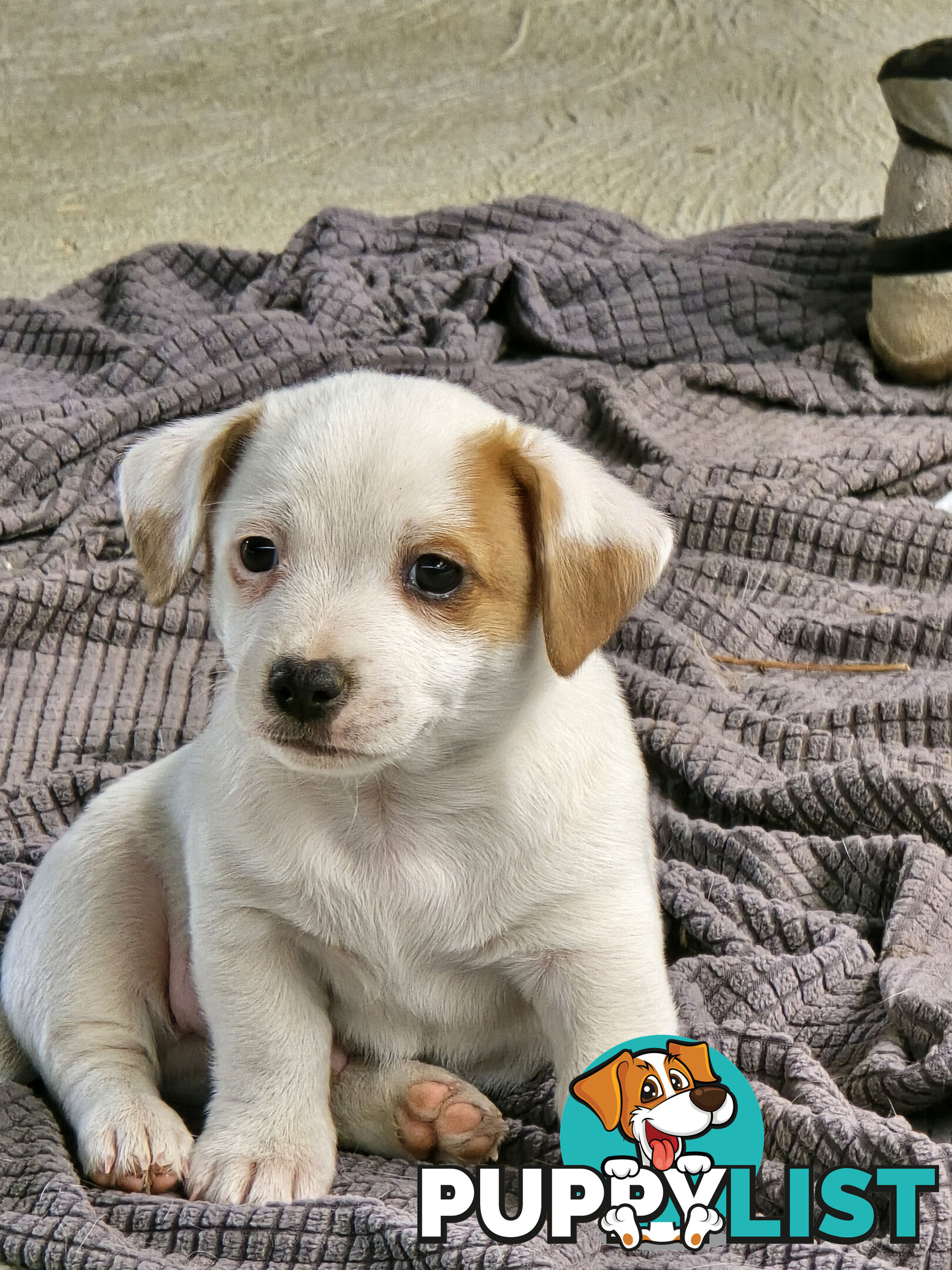 Jack Russell puppies