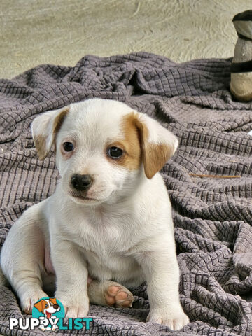 Jack Russell puppies