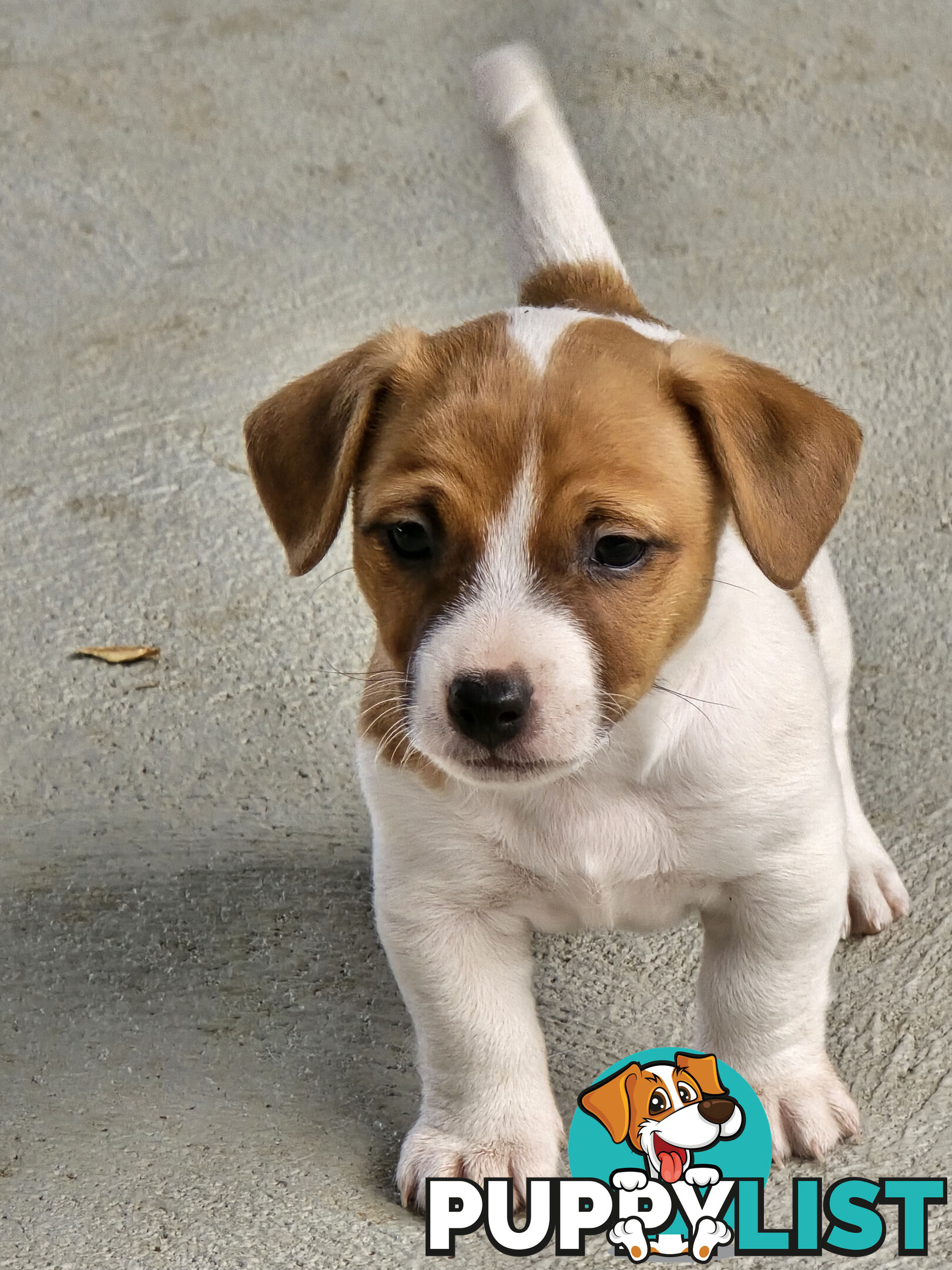 Jack Russell puppies