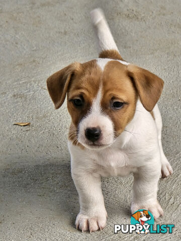 Jack Russell puppies