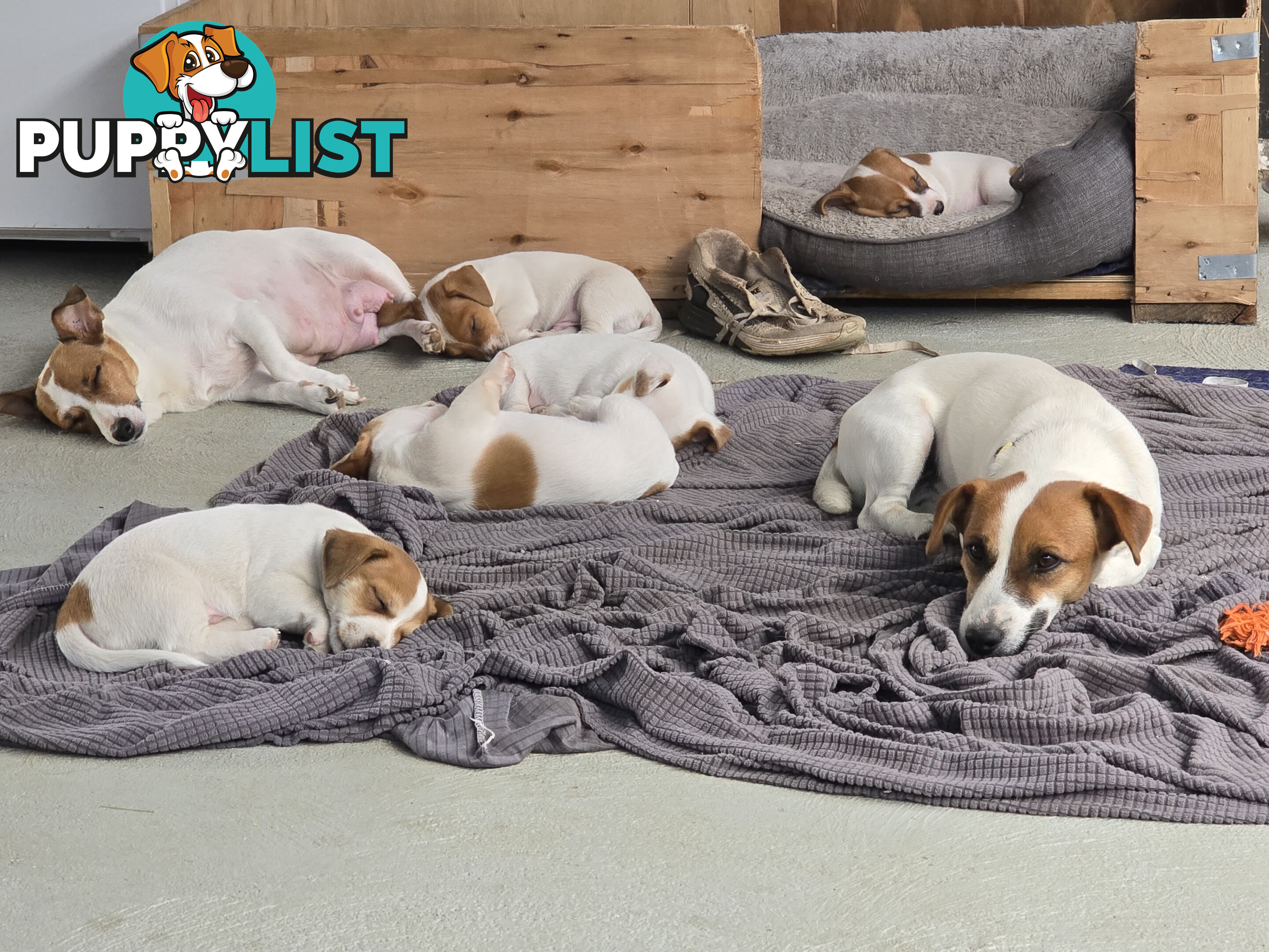 Jack Russell puppies