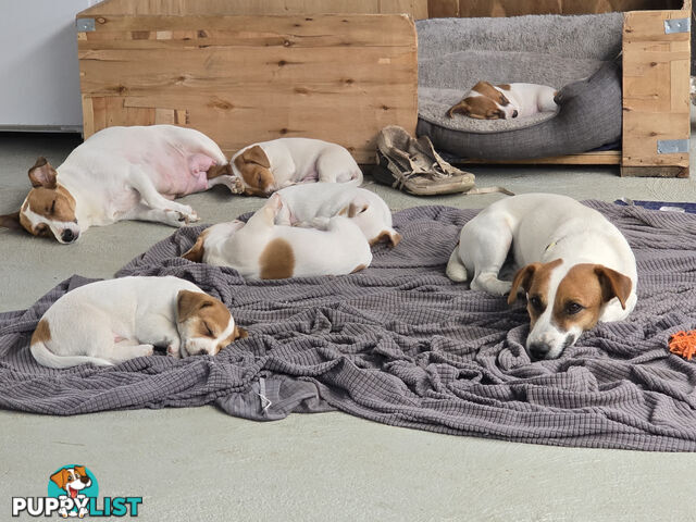 Jack Russell puppies