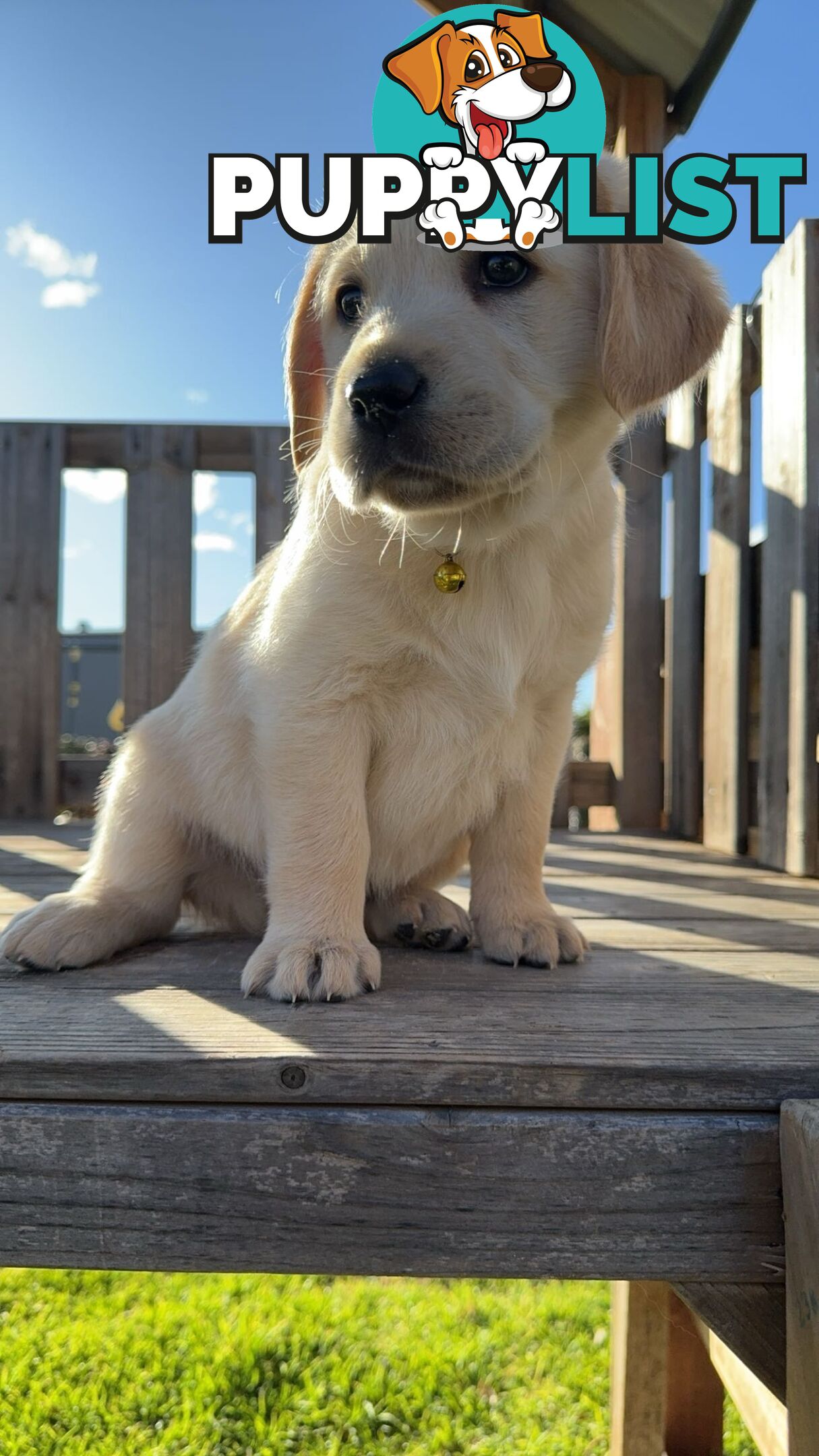 Golden Retriever cross Labrador puppies for sale