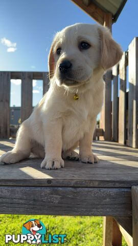 Golden Retriever cross Labrador puppies for sale